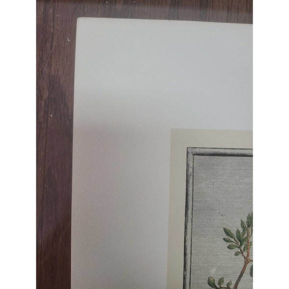 Rob Furber Gardiner At Kensington 1730 H. Fletcher "February" Month Of Flowersm. - Picture 6 of 7